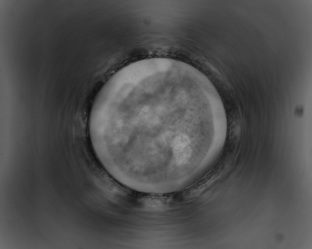 X0000100780661200807171444