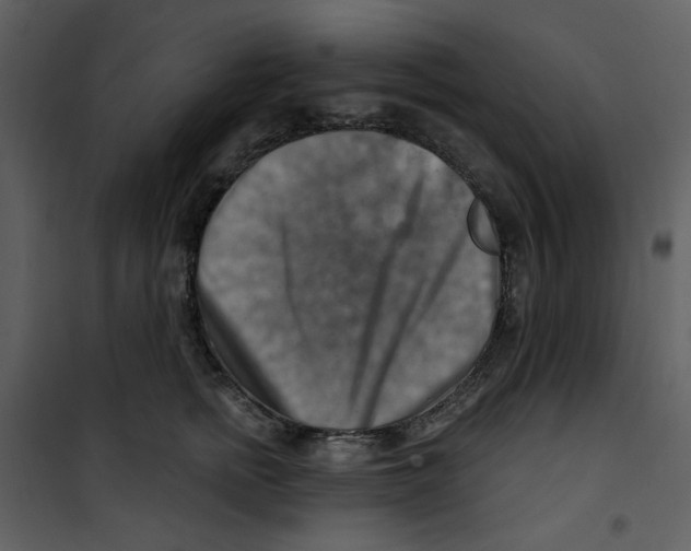 X0000100780758200807171442