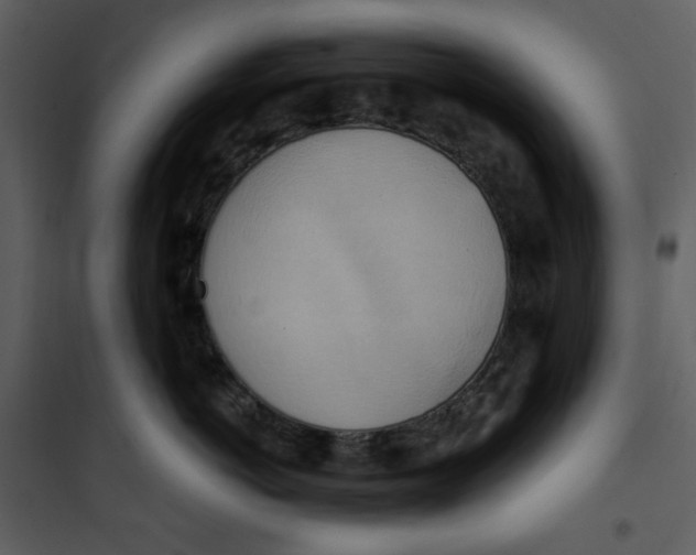 X0000100780766200807171442