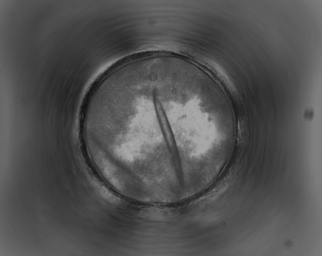 X0000100780780200807171441