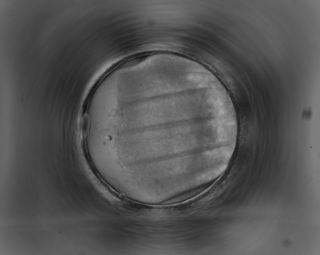 X0000100780796200807171441