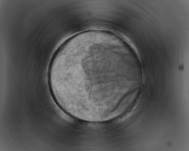 X0000100780803200807171441