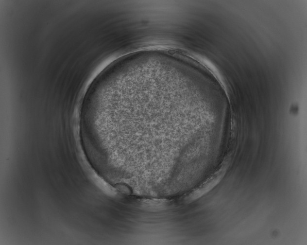 X0000100780859200807171441