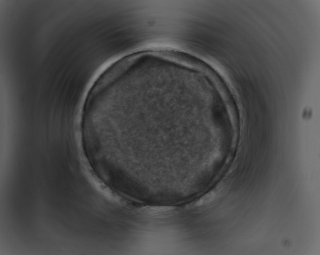 X0000100780864200807171441