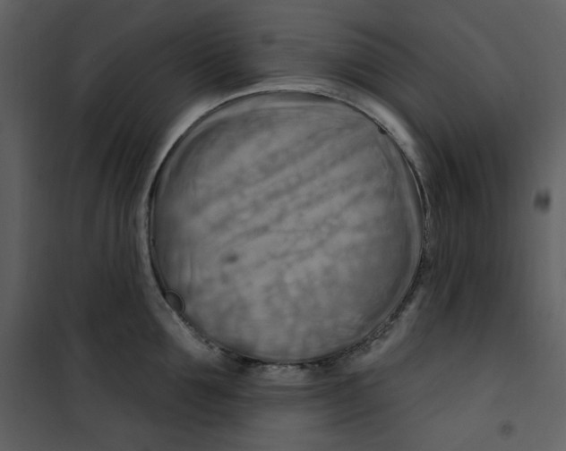 X0000100780907200807171439