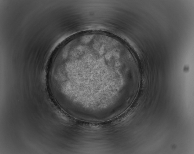 X0000100780975200807171438