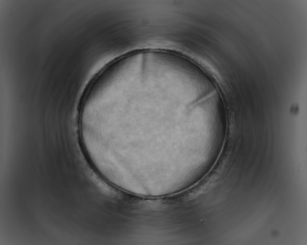 X0000100780990200807171438