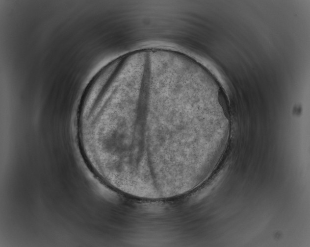 X0000100780999200807171438