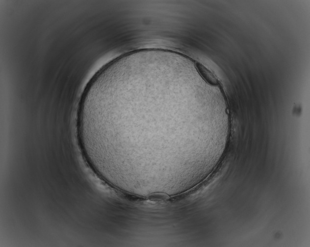 X0000100781138200807171436
