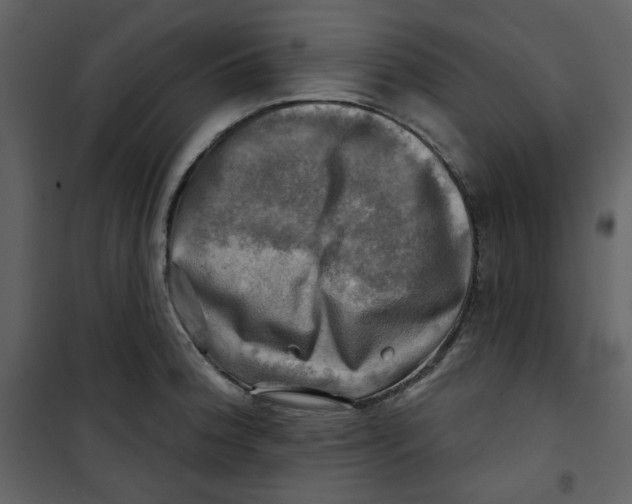 X0000100781188200807171435