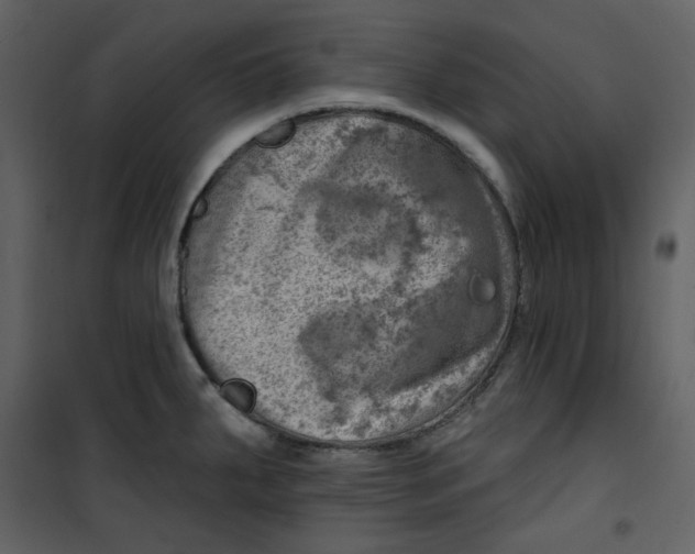 X0000100781287200807171433