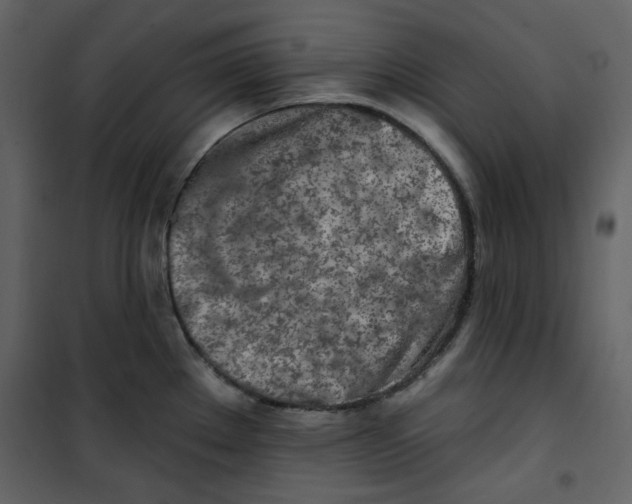 X0000100781289200807171433