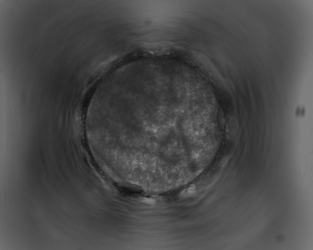 X0000100781298200807171433
