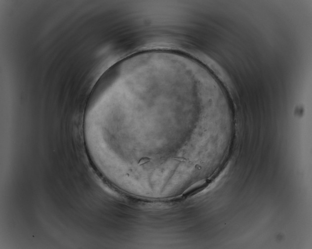 X0000100781337200807171433