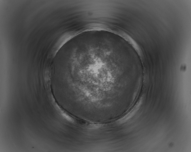 X0000100781385200807171432