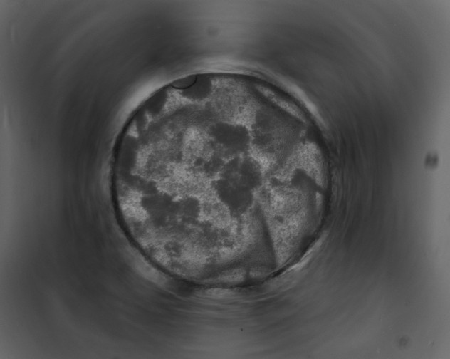 X0000100781463200807171431