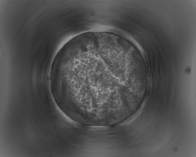X0000100781487200807171430
