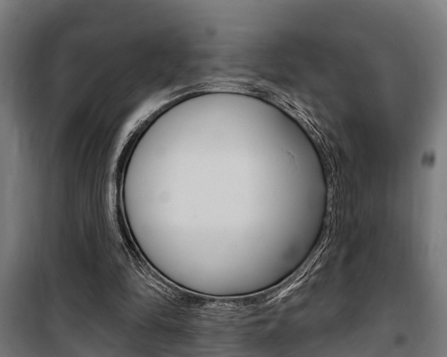 X0000100840294200806200744