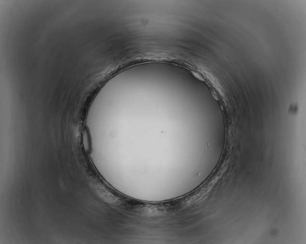 X0000100840305200806200744