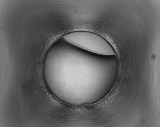 X0000100840385200806200743