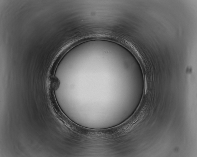 X0000100840435200806200742