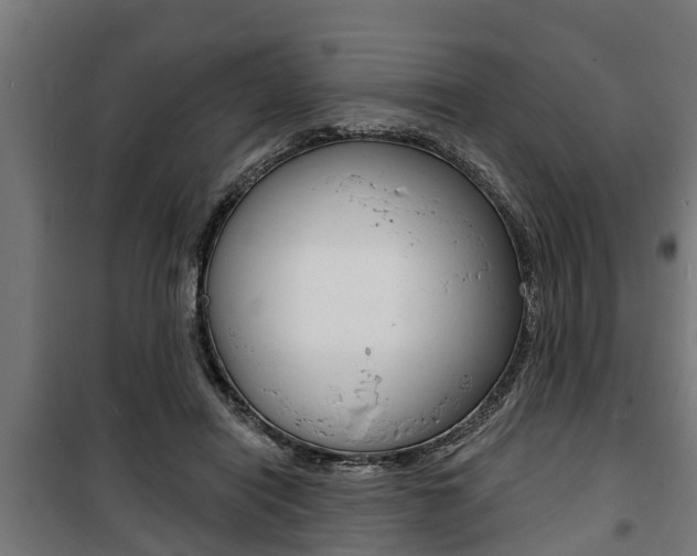 X0000100840454200806200742