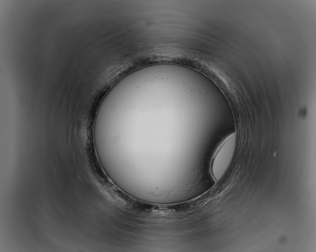 X0000100840455200806200742