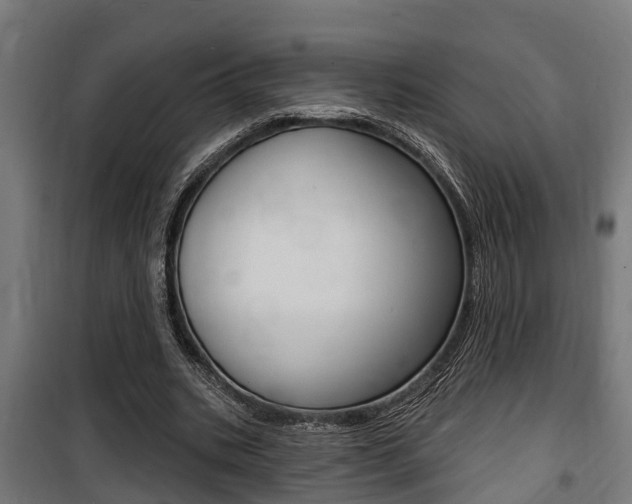 X0000100840535200806200740