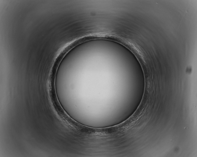 X0000100840536200806200740