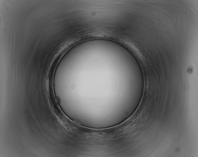 X0000100840626200806200739