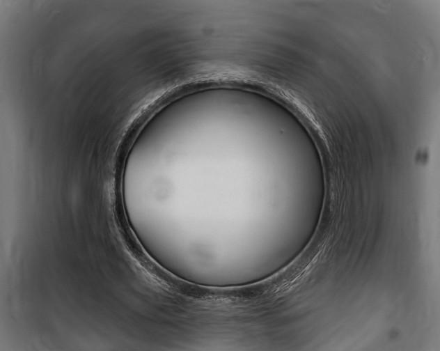 X0000100840629200806200739