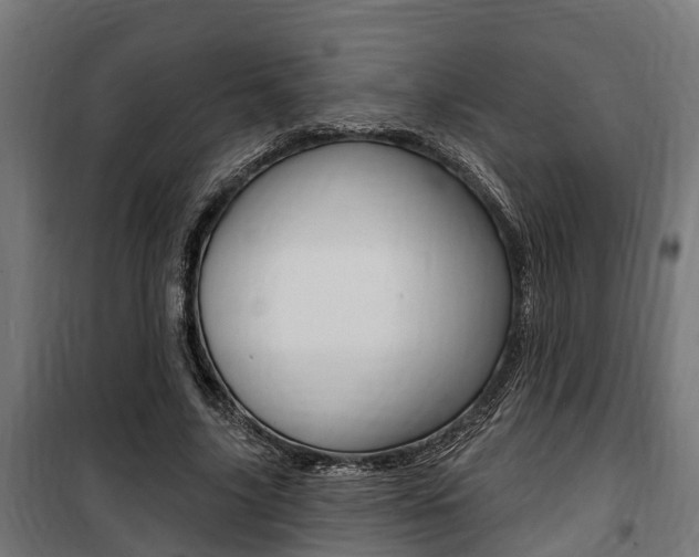 X0000100840635200806200739