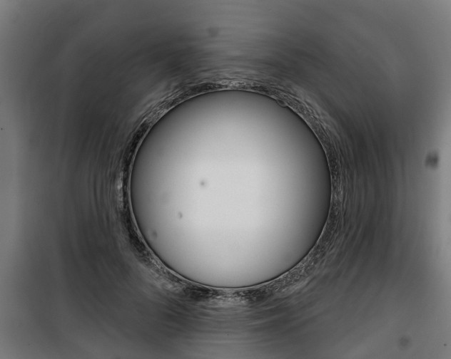 X0000100840696200806200739