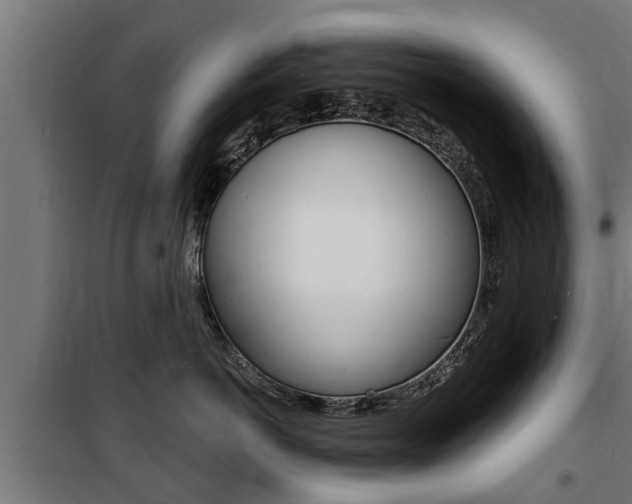 X0000100840766200806200738