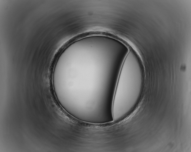 X0000100840783200806200737