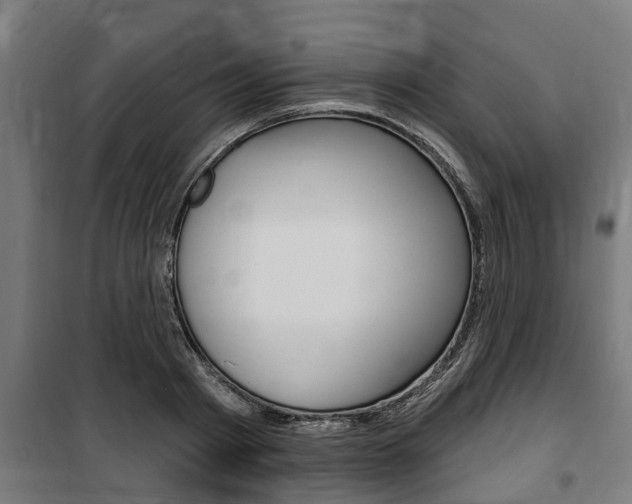 X0000100840793200806200737