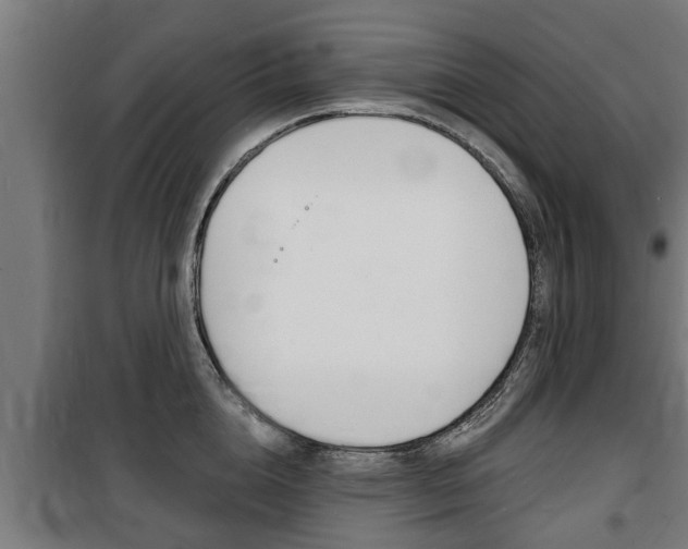 X0000100840856200806200737