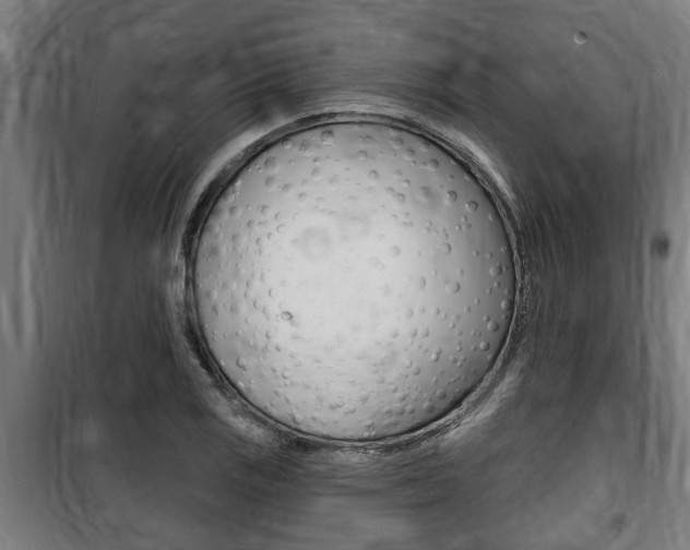 X0000100841125200806200732