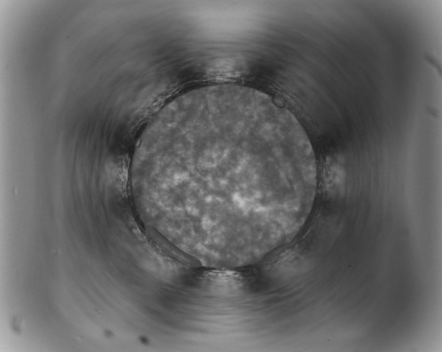 X0000100840427200806201155