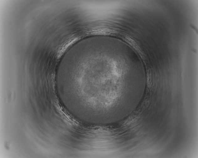 X0000100840434200806201154