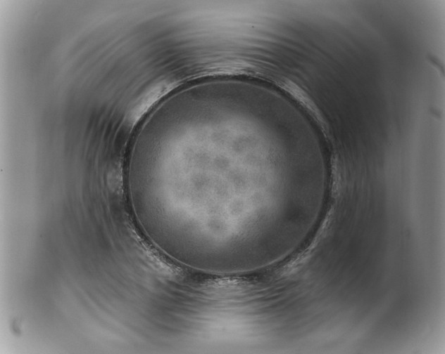 X0000100840834200806201149