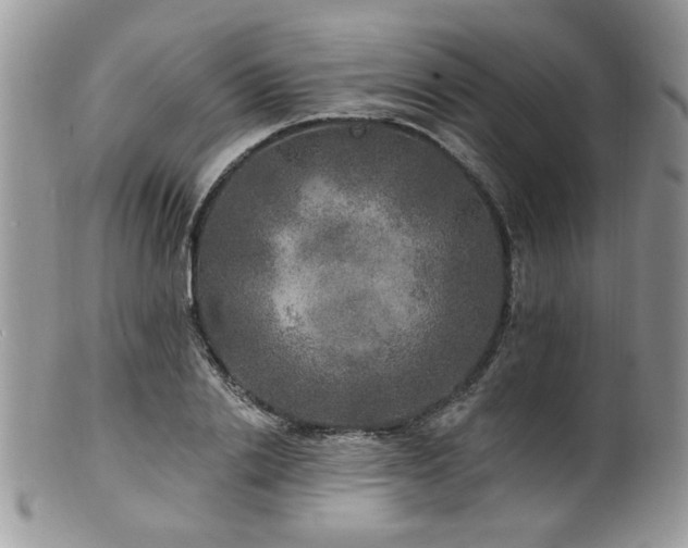 X0000100840838200806201149