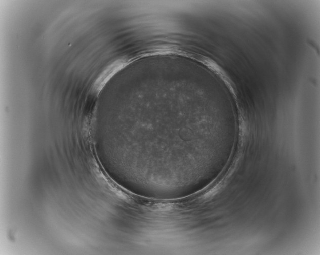 X0000100841385200806201140