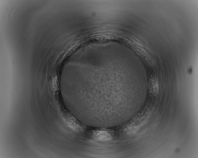 X0000100840224200806271120