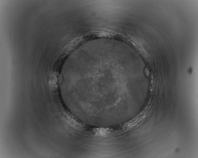 X0000100840273200806271120