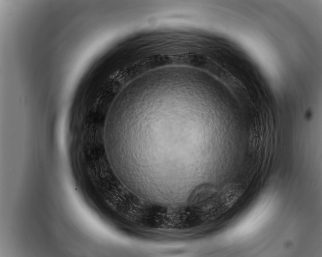 X0000100840383200806271118