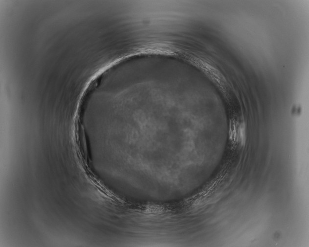 X0000100840388200806271118