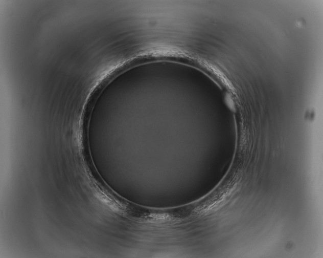 X0000100840391200806271118