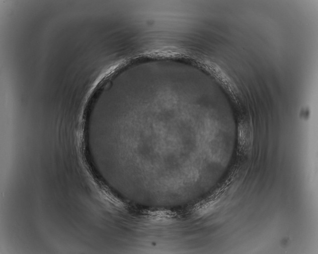 X0000100840396200806271118