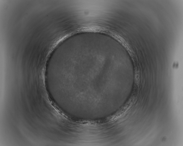 X0000100840434200806271116